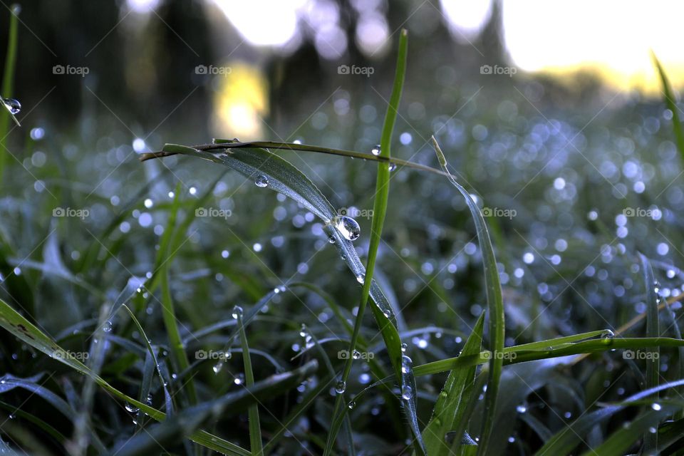 Wet grass