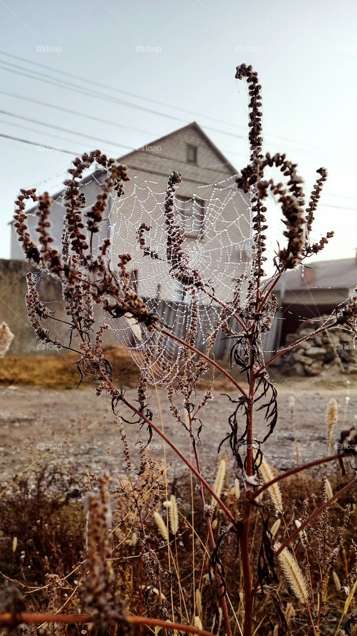 autin on a plant