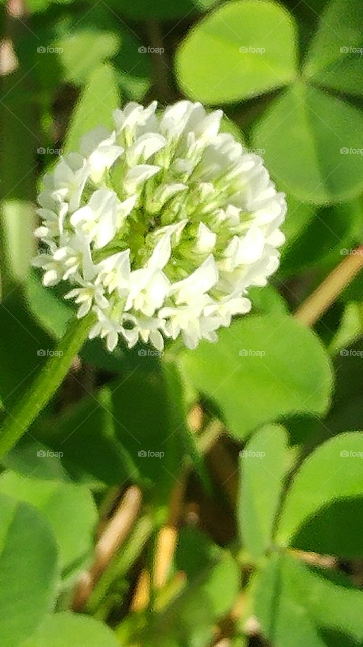 Clover flower in the wild