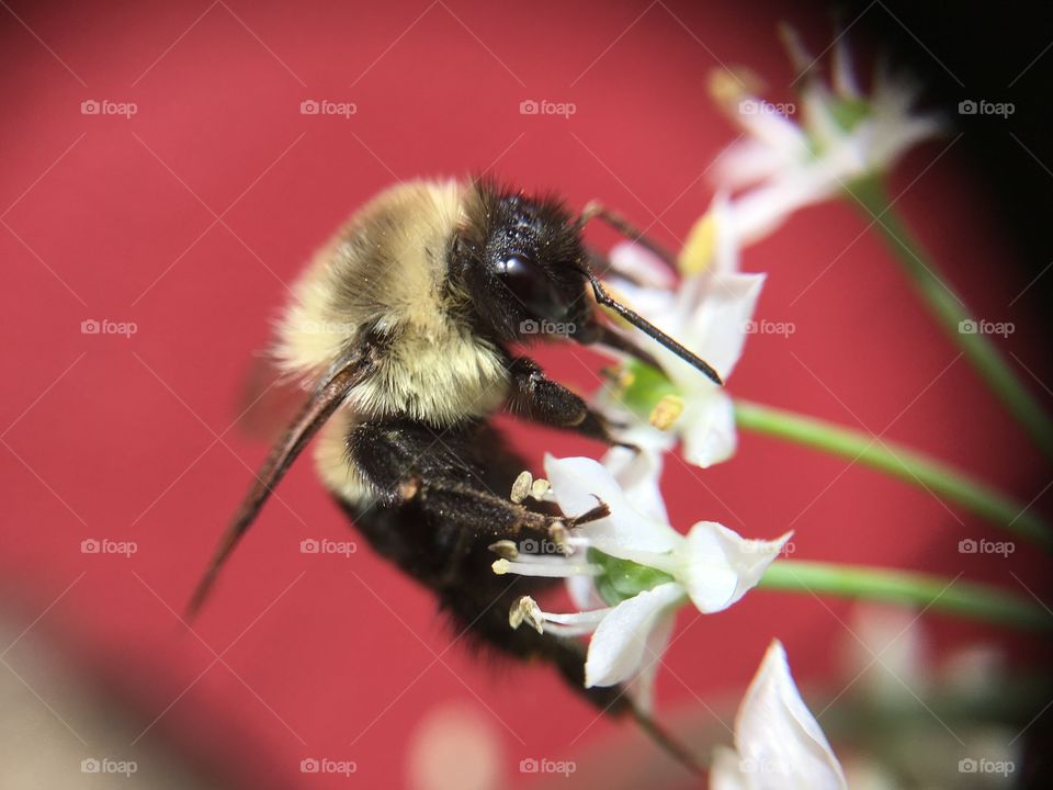 Bumblebee front closeup