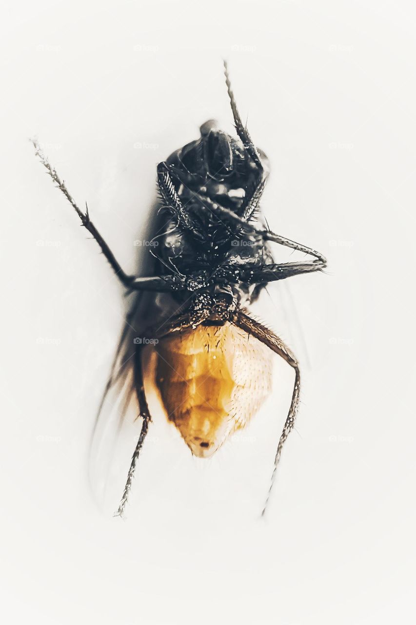 dying fly