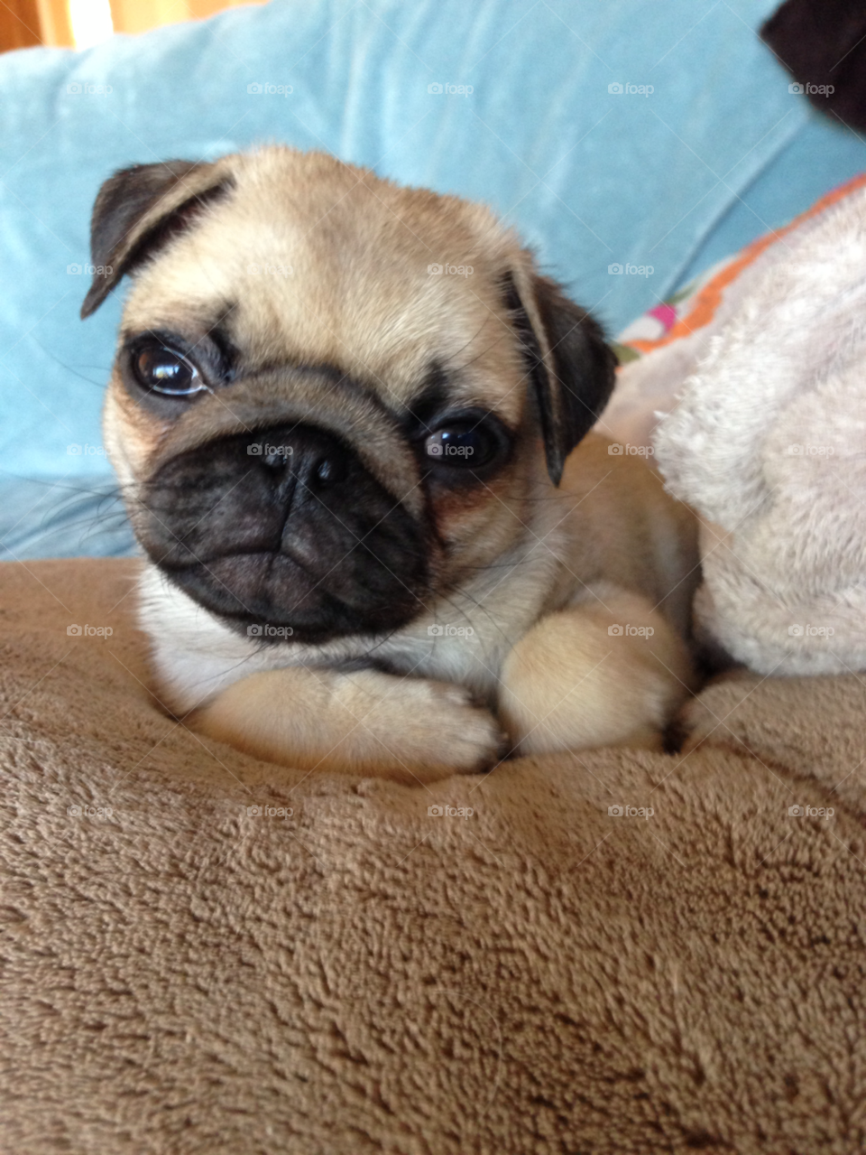 puppy pug staring dog by melody