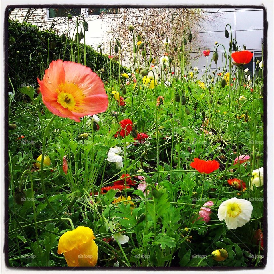 Poppies