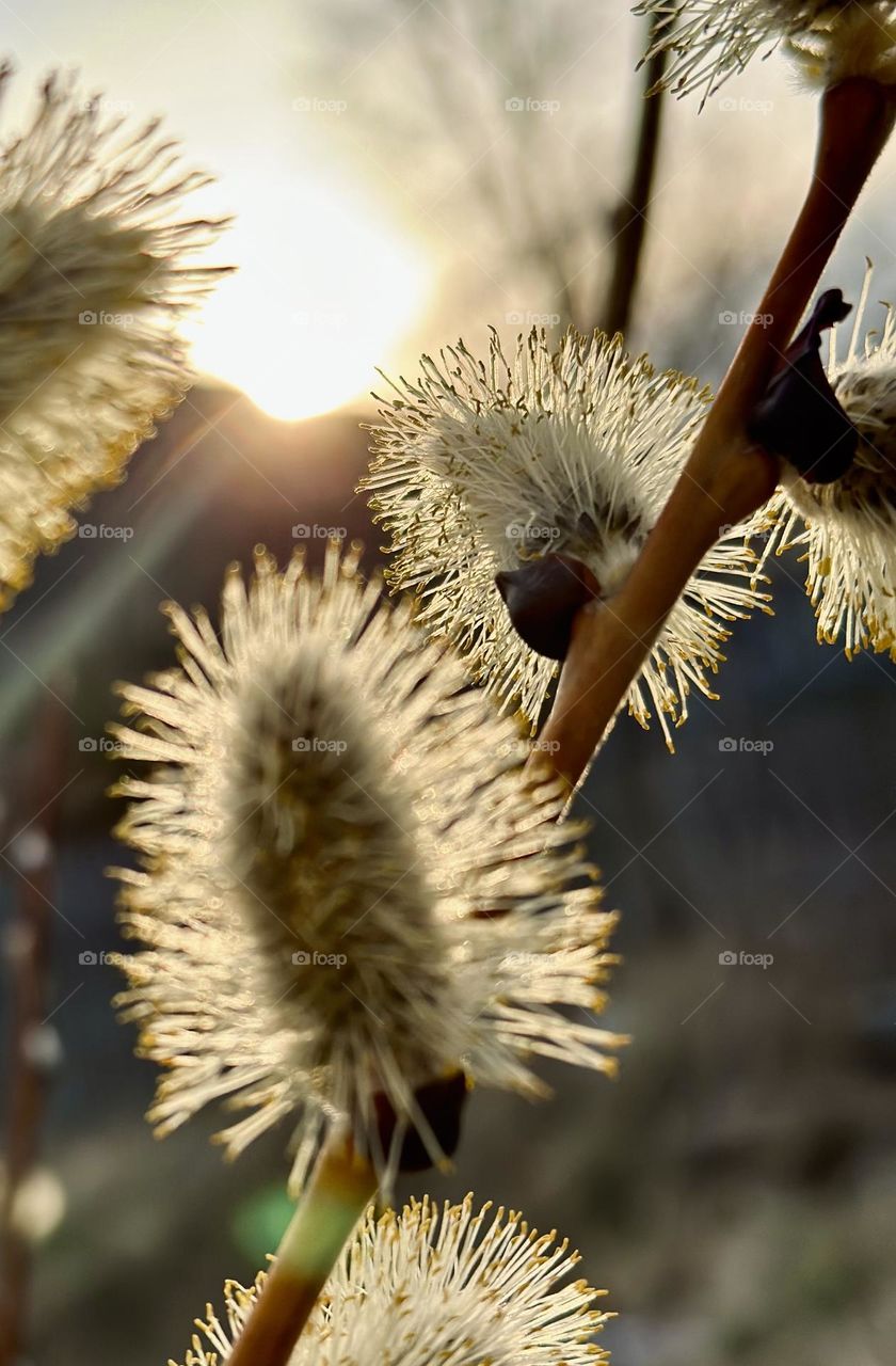 Blooming willow in the rays of sunset