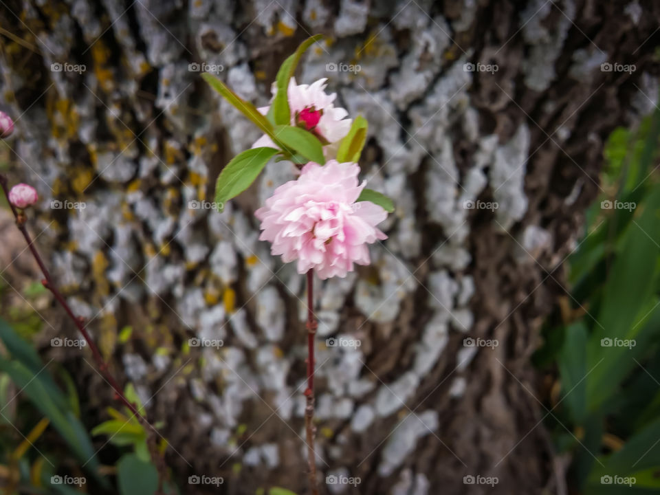 Pink bloom of Spring