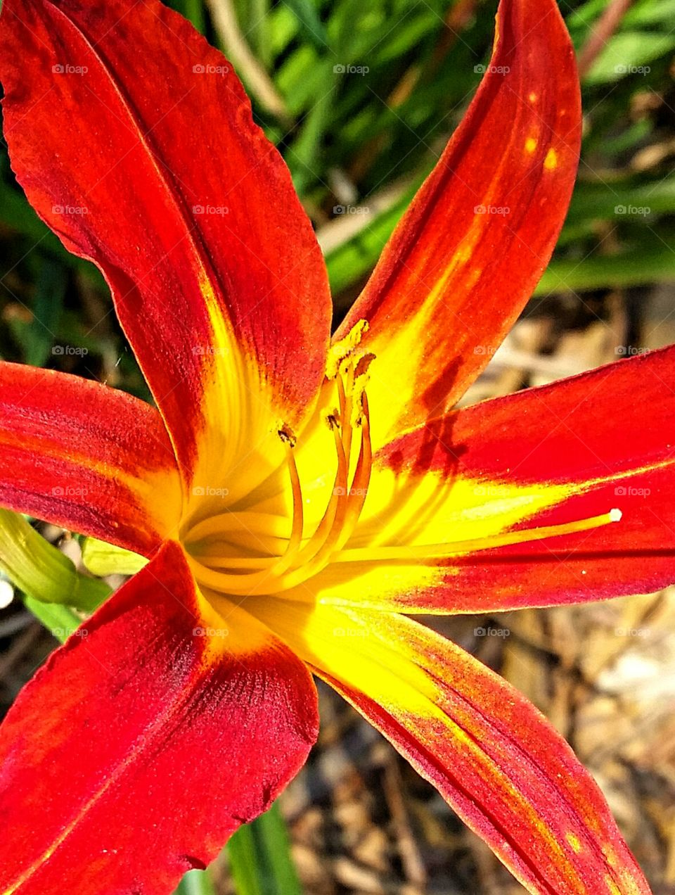 Flame Colored Flower
