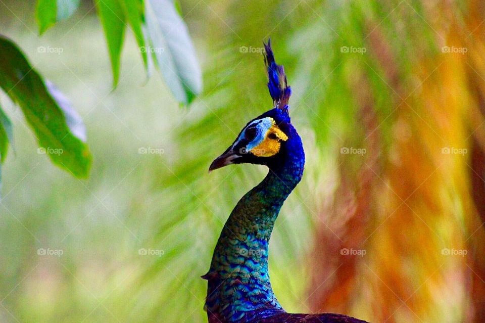 Peacock Profile