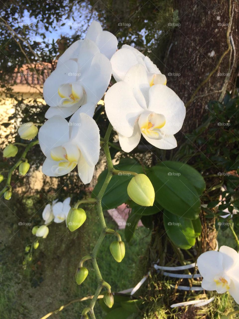 Beautiful white orchids