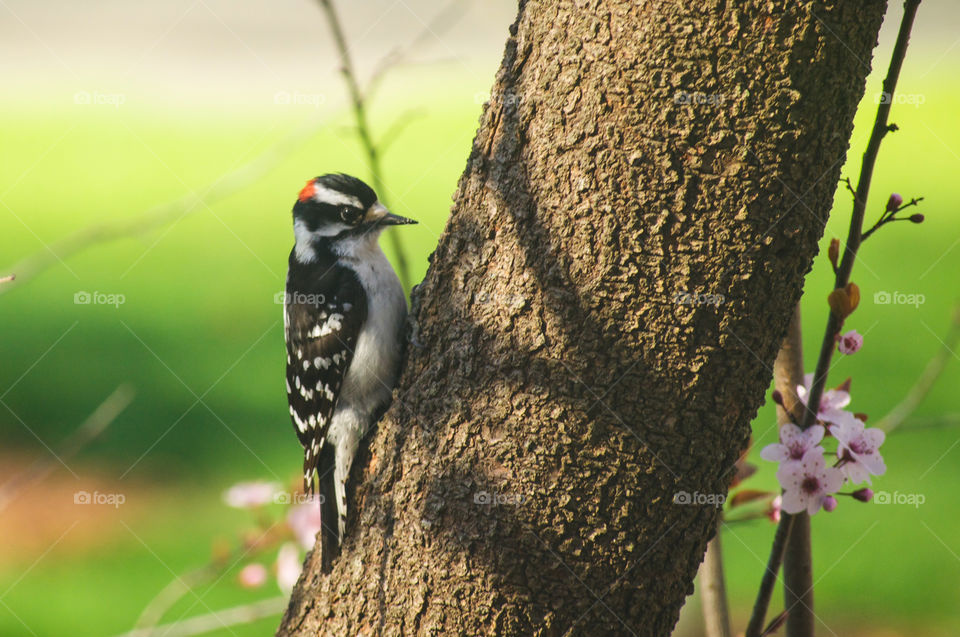 Woodpecker