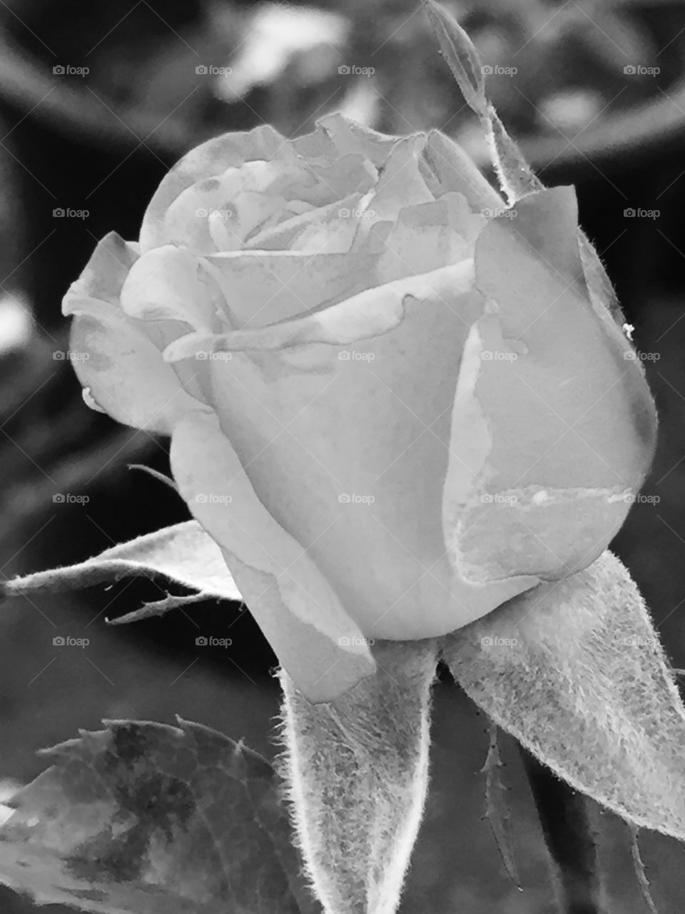 Black and white rose