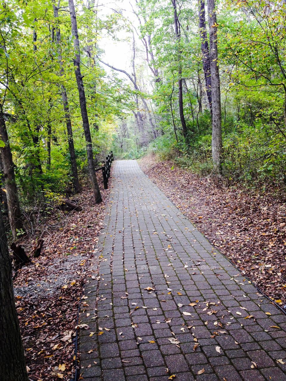 Empty road along with trees in forest