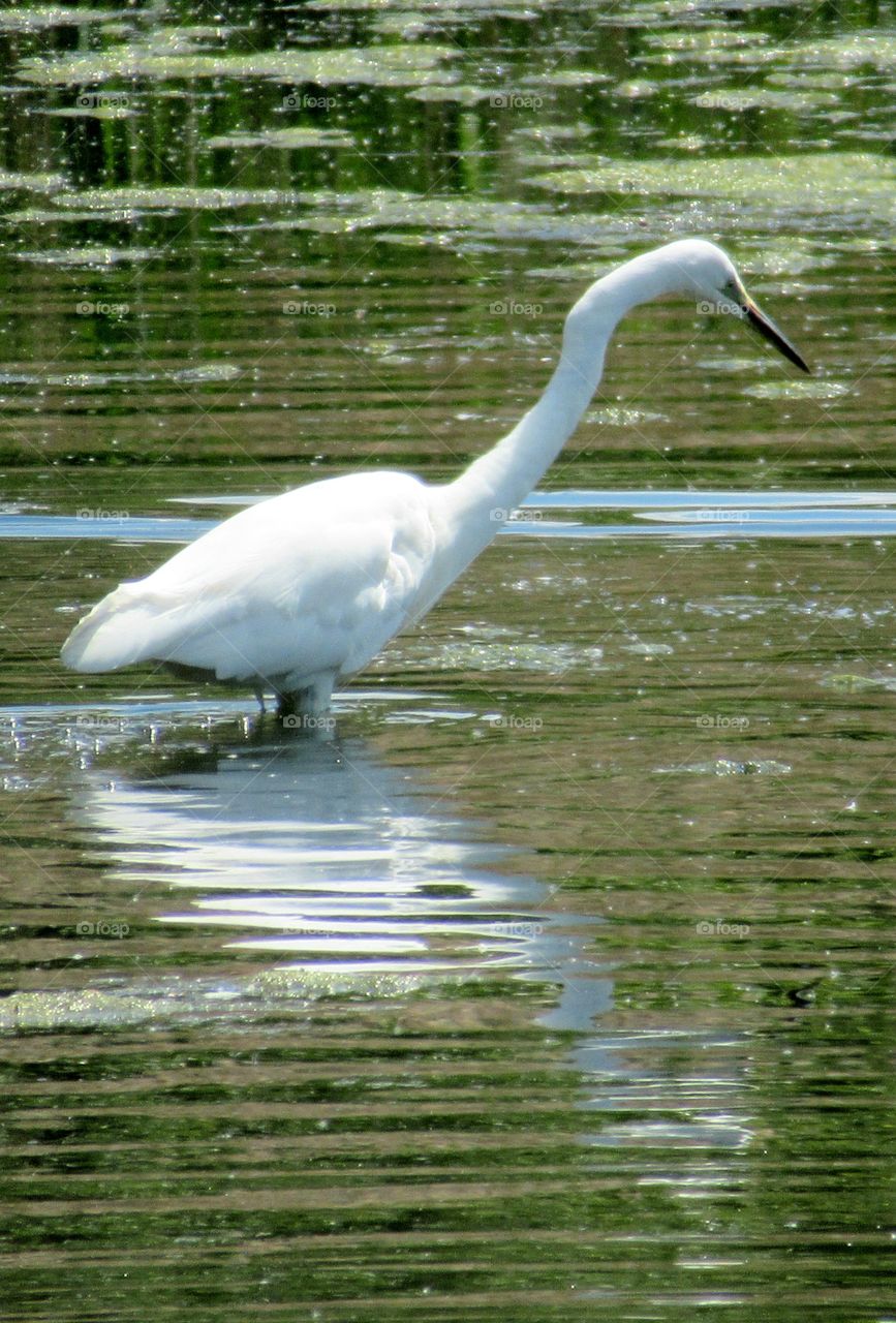 Egret walking through the water on the lake