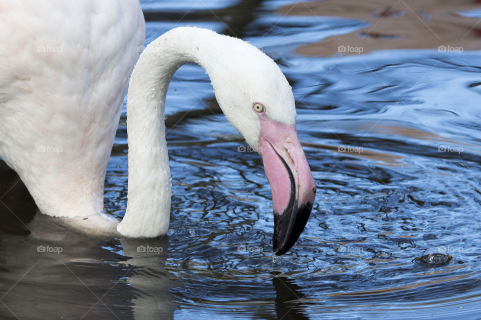 Greater flamingo on lake
