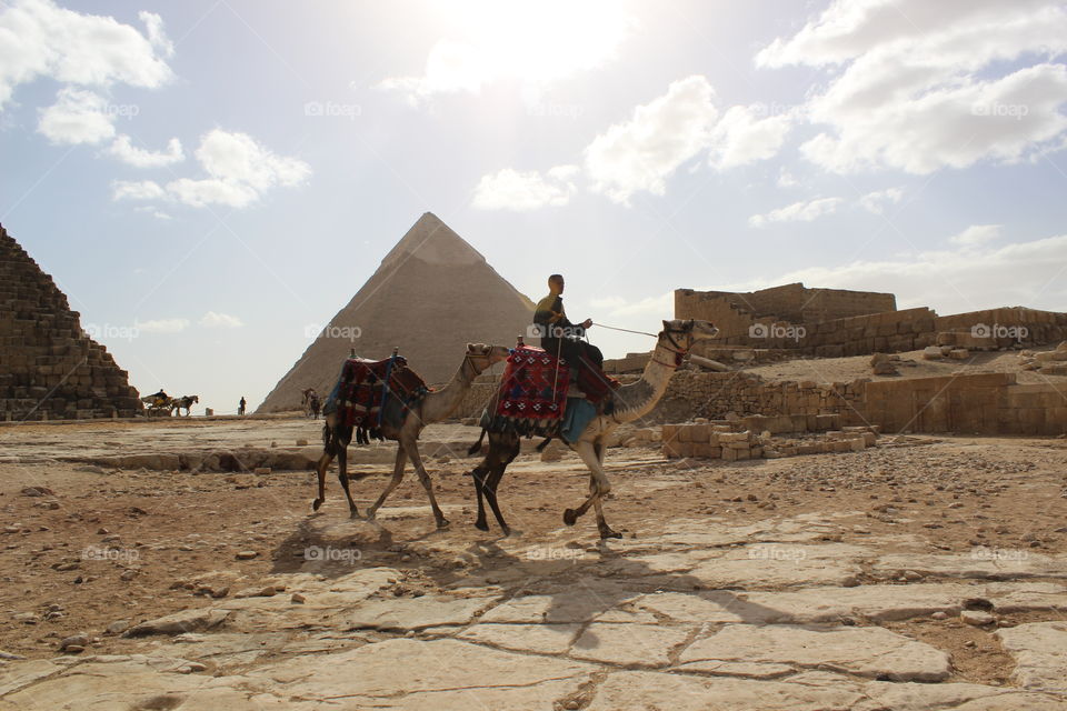 Camel, Desert, Bedouin, Travel, Pyramid