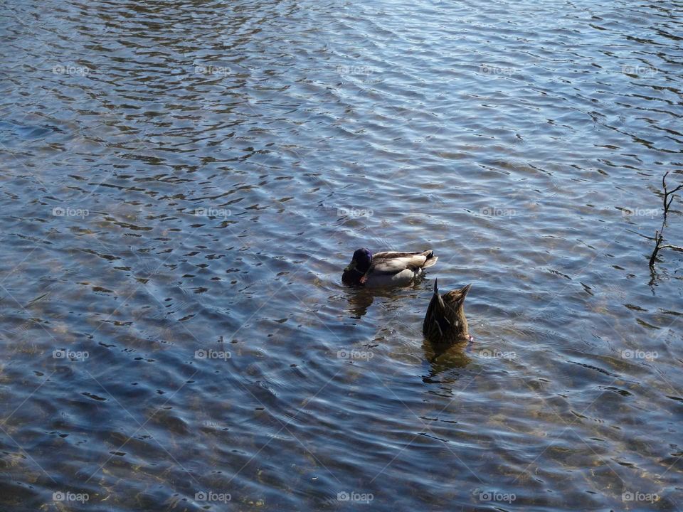 wild birds on the lake