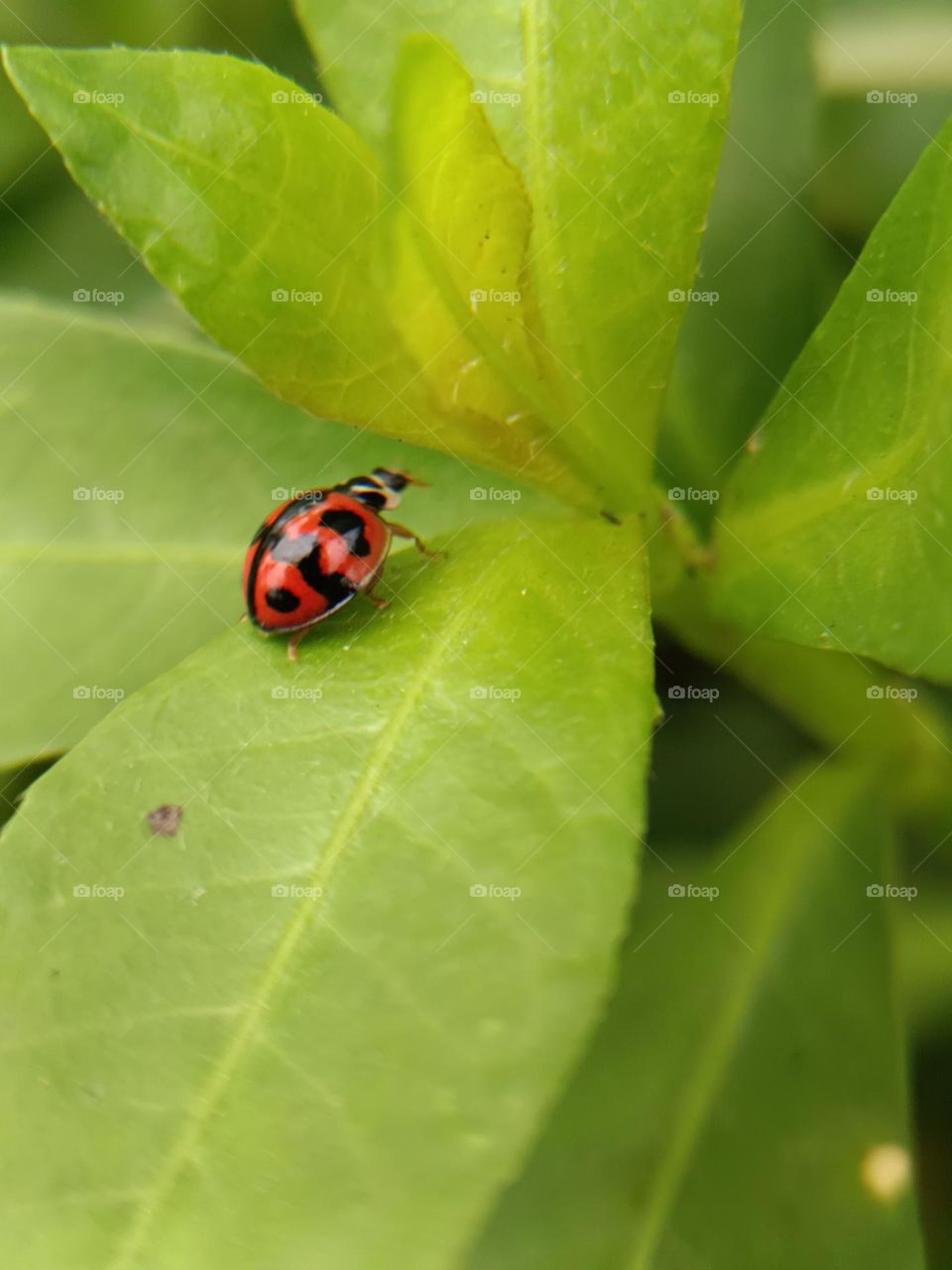 The ladybug
