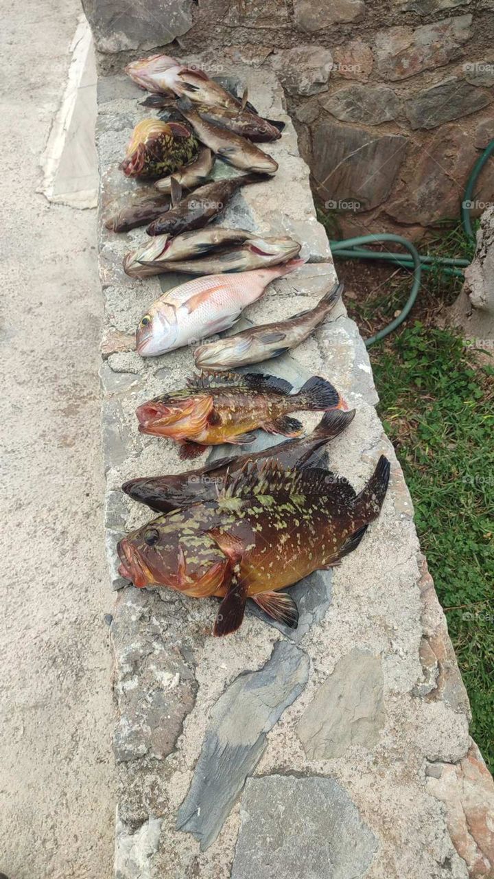 fishing in sougia of Creta