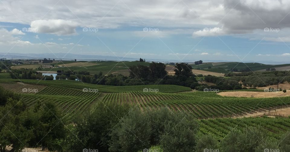 Agriculture, Cropland, Vineyard, No Person, Wine