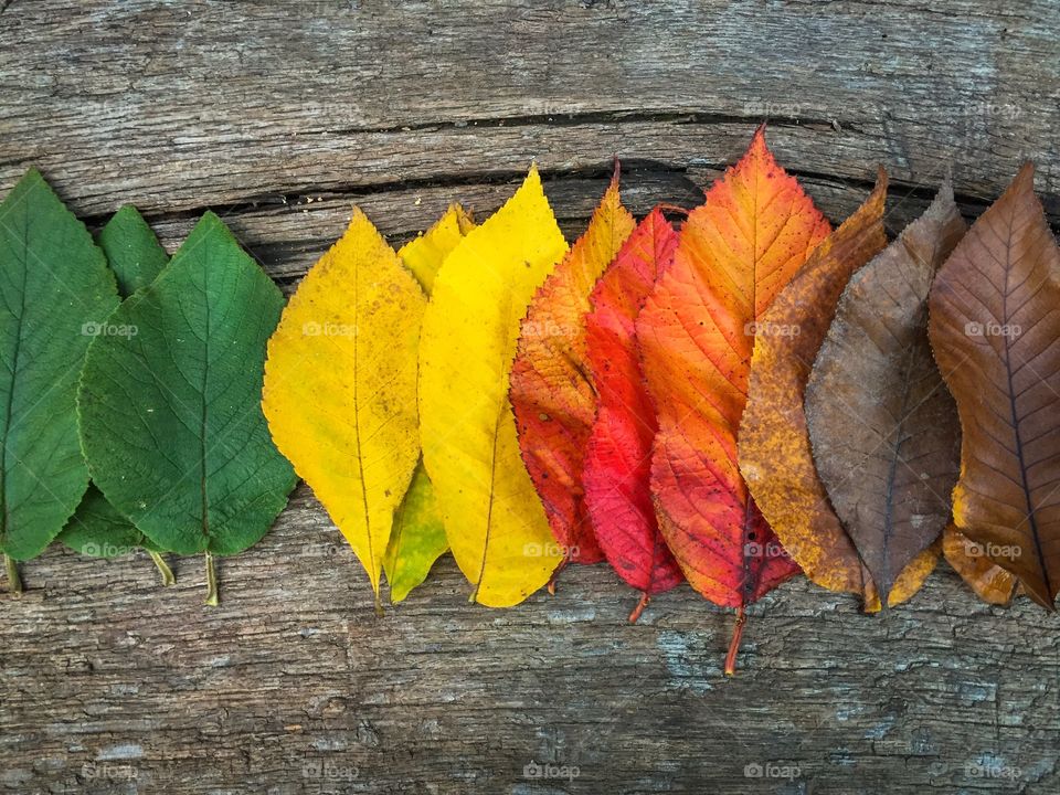 yellow leaves 