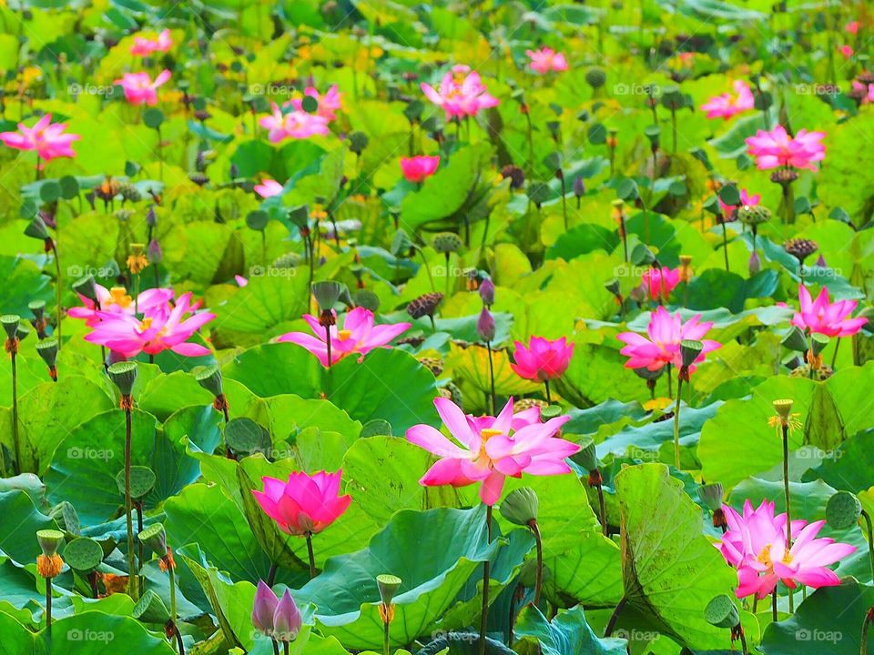Lotus pond at jerantut pahang malaysia