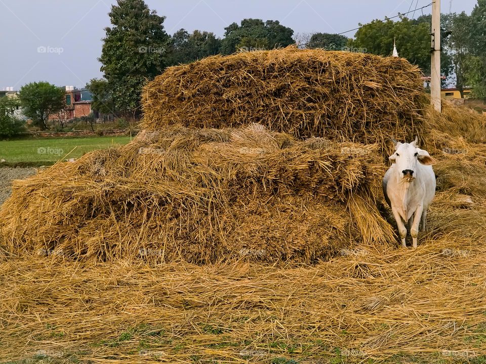 eye to eye with a cow