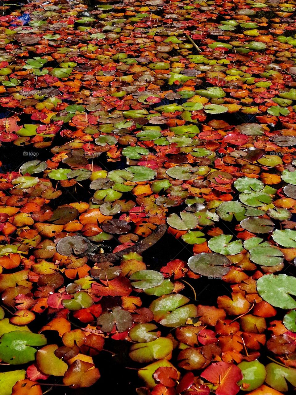 autumn colors