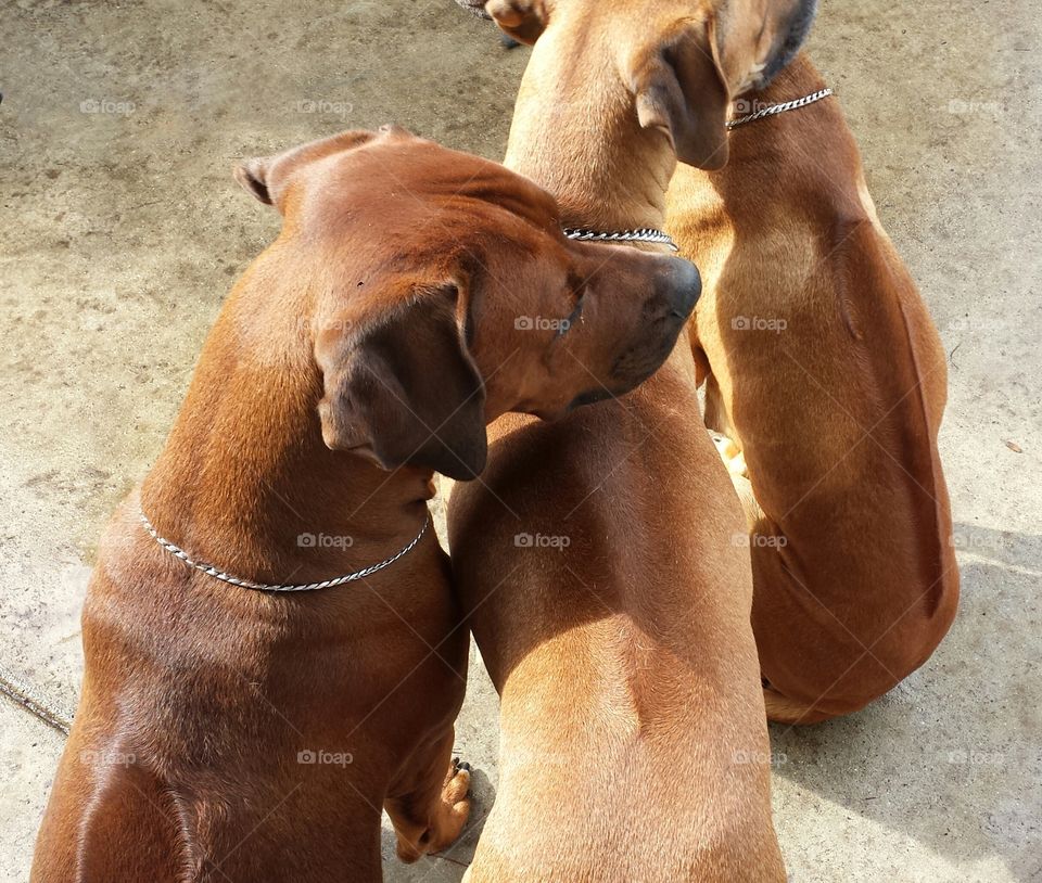 The rain has stopped but these Ridgebacks are staging a sit in over having to walk on the wet concrete