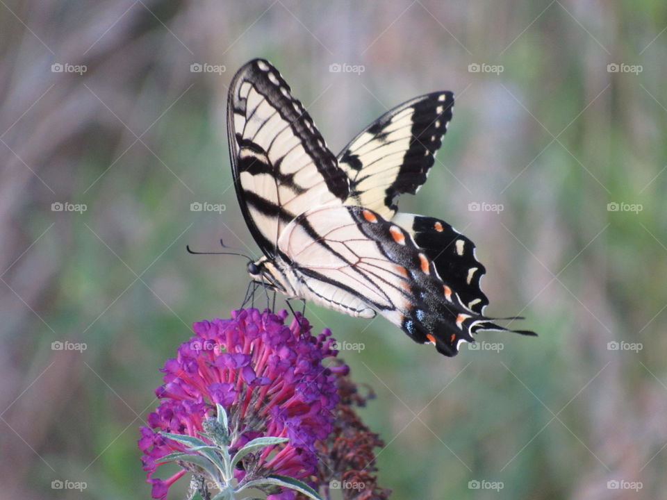 Nature, Butterfly, Insect, Outdoors, Wildlife