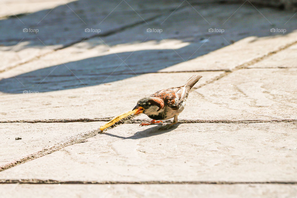 Sparrow in the town square with french fries in beak.