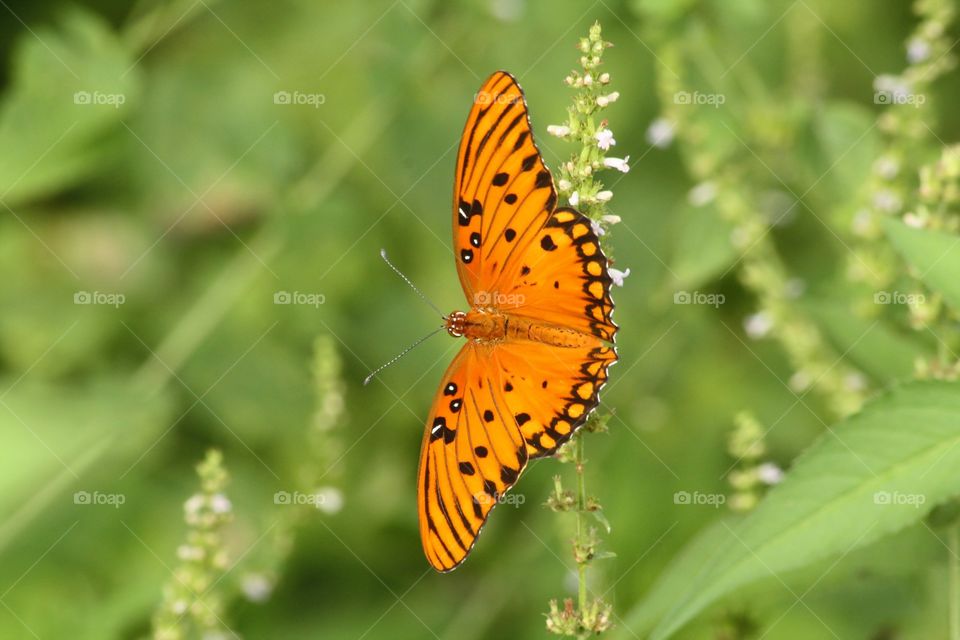 Asian comma butterfly pollinating flower