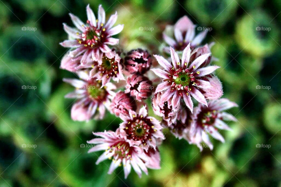pink flower macro closeup by evildex