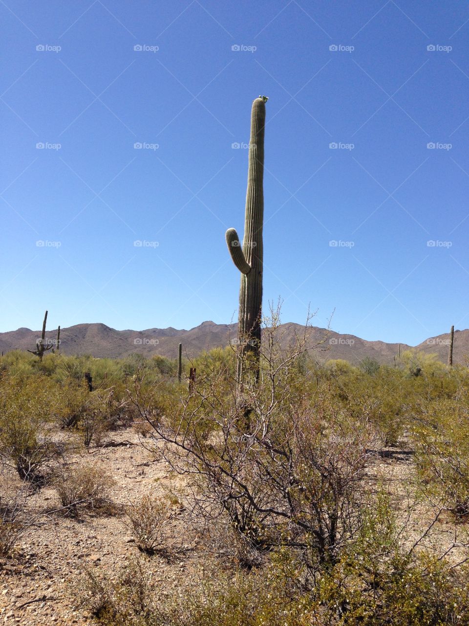 Cactus one. A pic of cactus in Tucson 