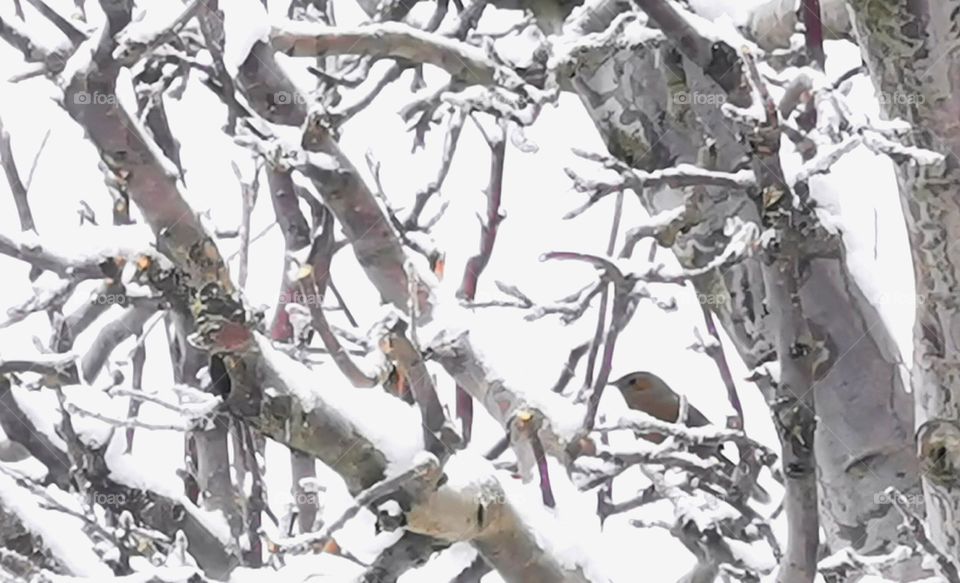 winter birds witness snowfall