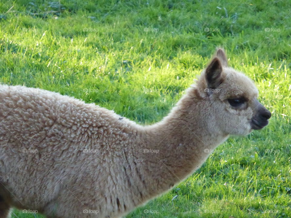 Baby Alpaca