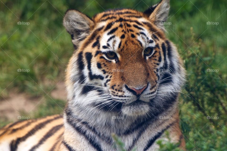 Sitting tiger outdoors