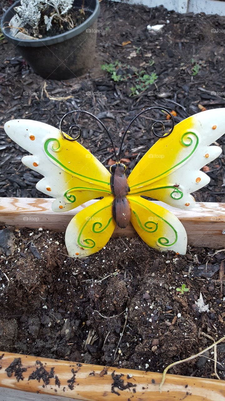 yellow butterfly