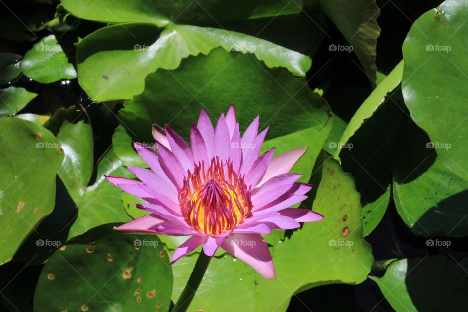 Sweet lotus
