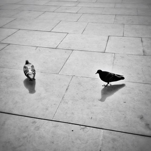 Pigeons . Black and white photograph of pigeons on a city street