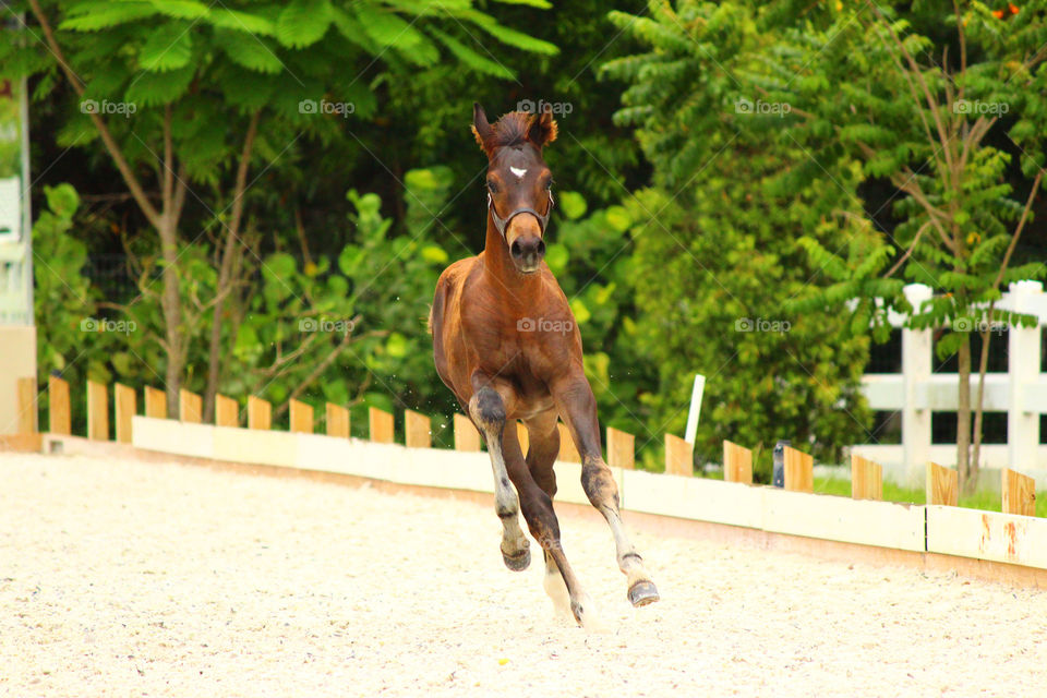 Colt galloping. Young horse at play