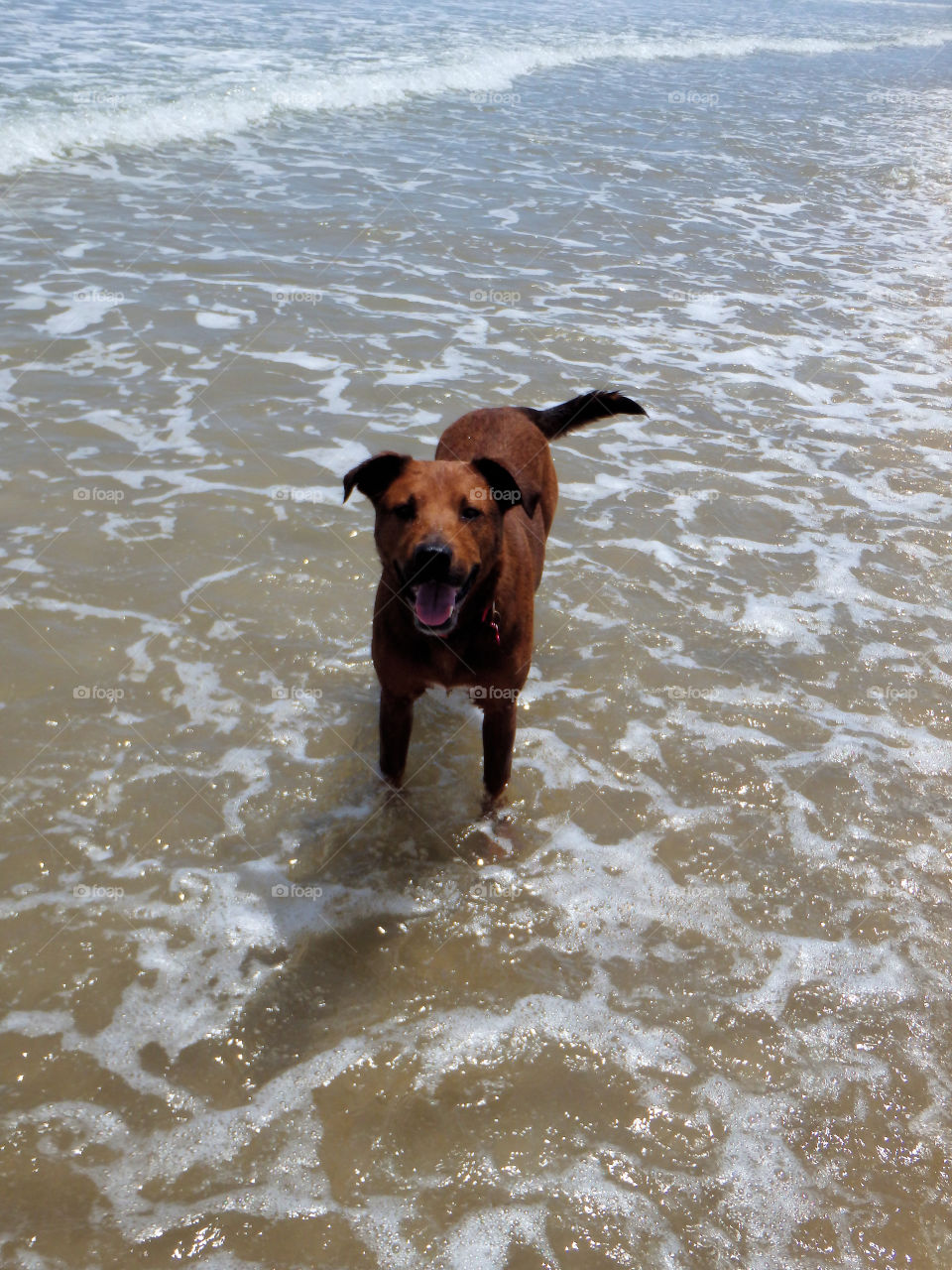 South Padre Island beach dog