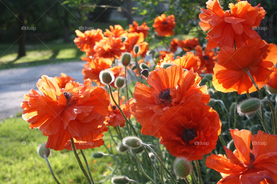 Poppy flowers