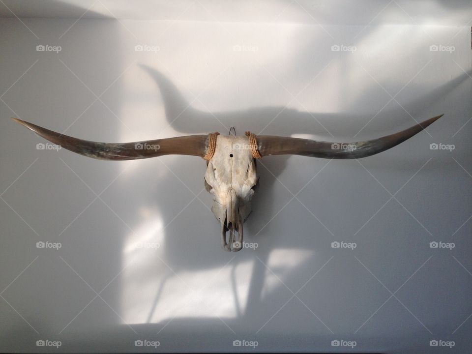 Bull skull with horns. Ornament. Skeleton 
