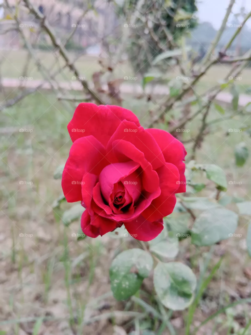 Red rose 🌹