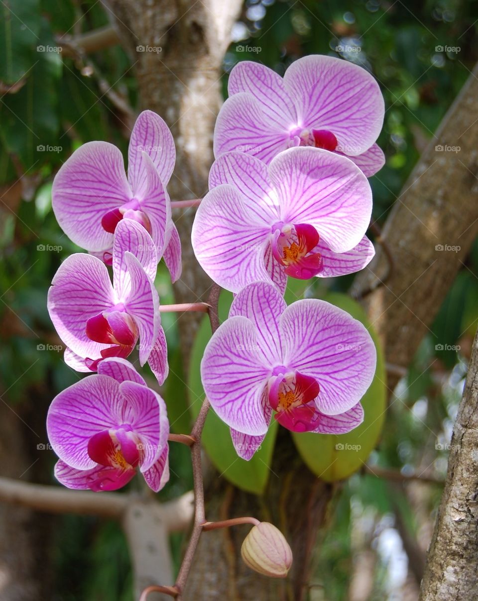 Orchids 