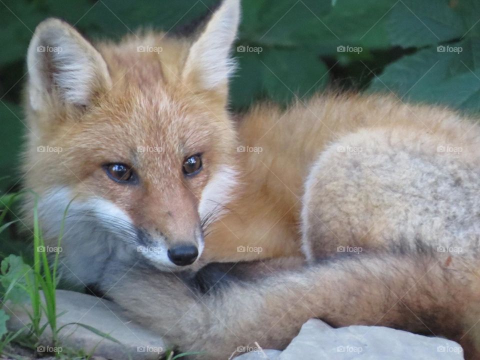 A red fox taking a break in the shade during a hot and humid August afternoon in Holland, New York
