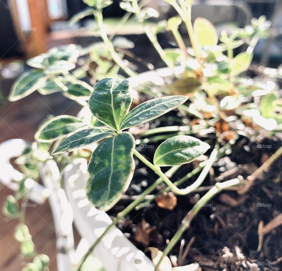 It’s too chilly to keep annuals outside now, but I bring them out for some sun when it gets above “frost” temps. 