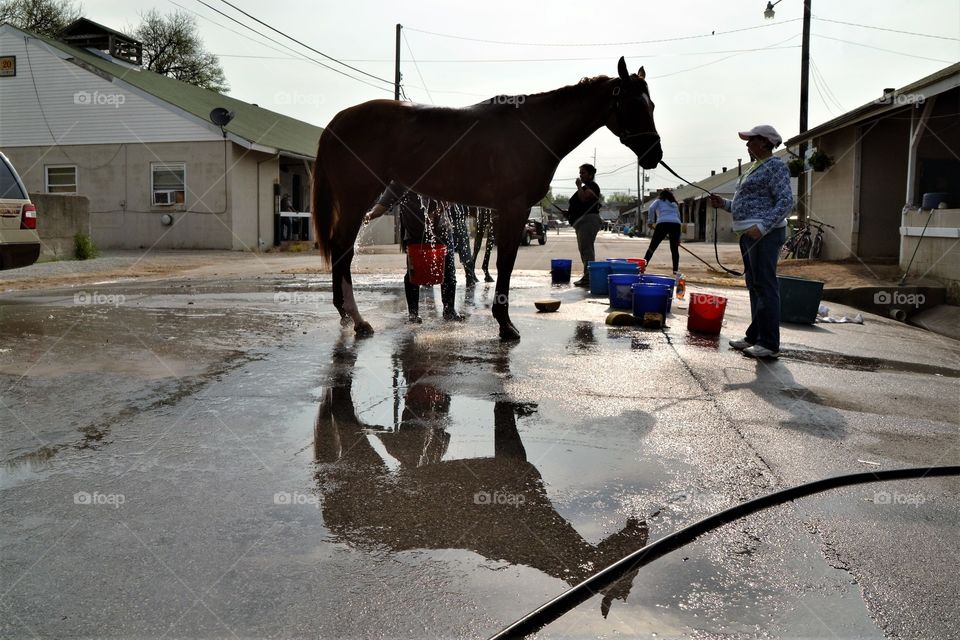 Well deserved thoroughbred wash down after time on the track. Churchill Downs Backside