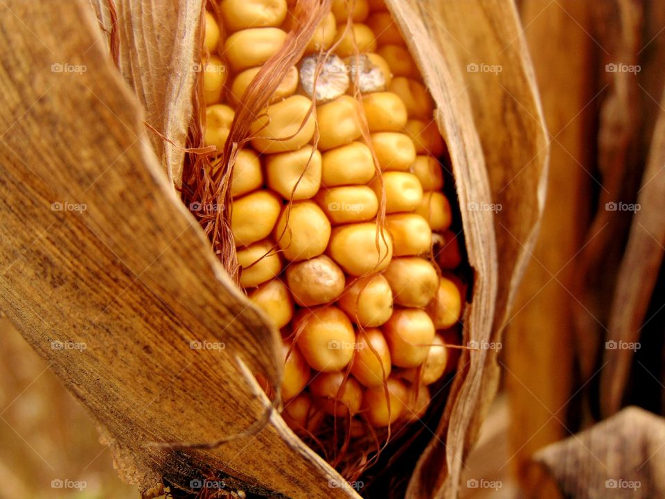 another photo of a corncob and part of the cornstalk.