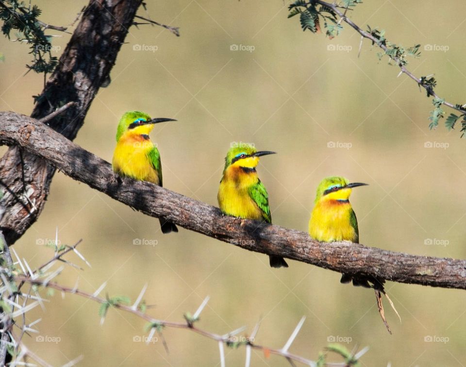 Kavango wildlife  Pictures