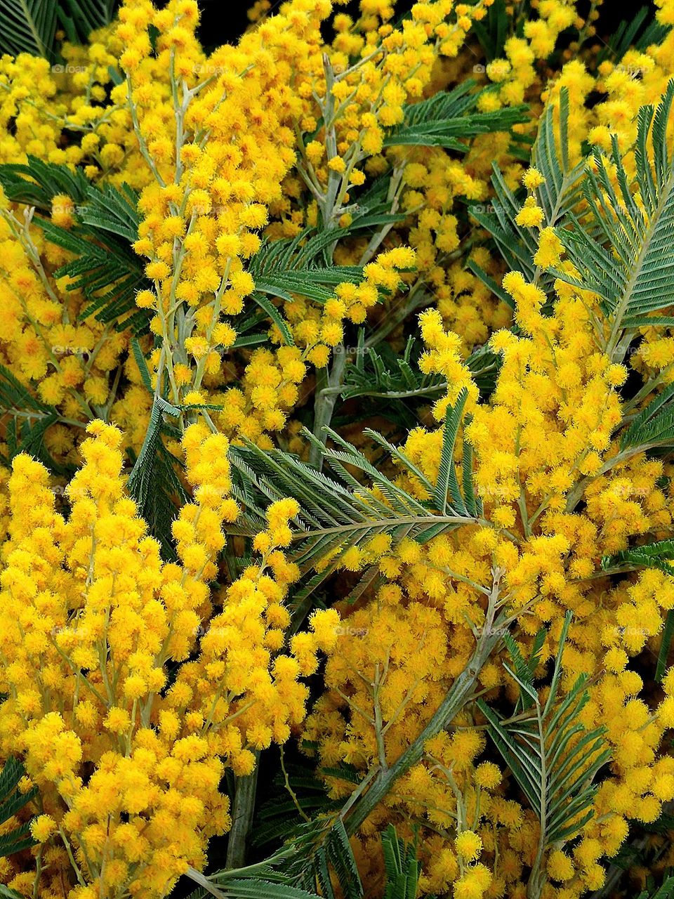 yellow bouquets of mimosa